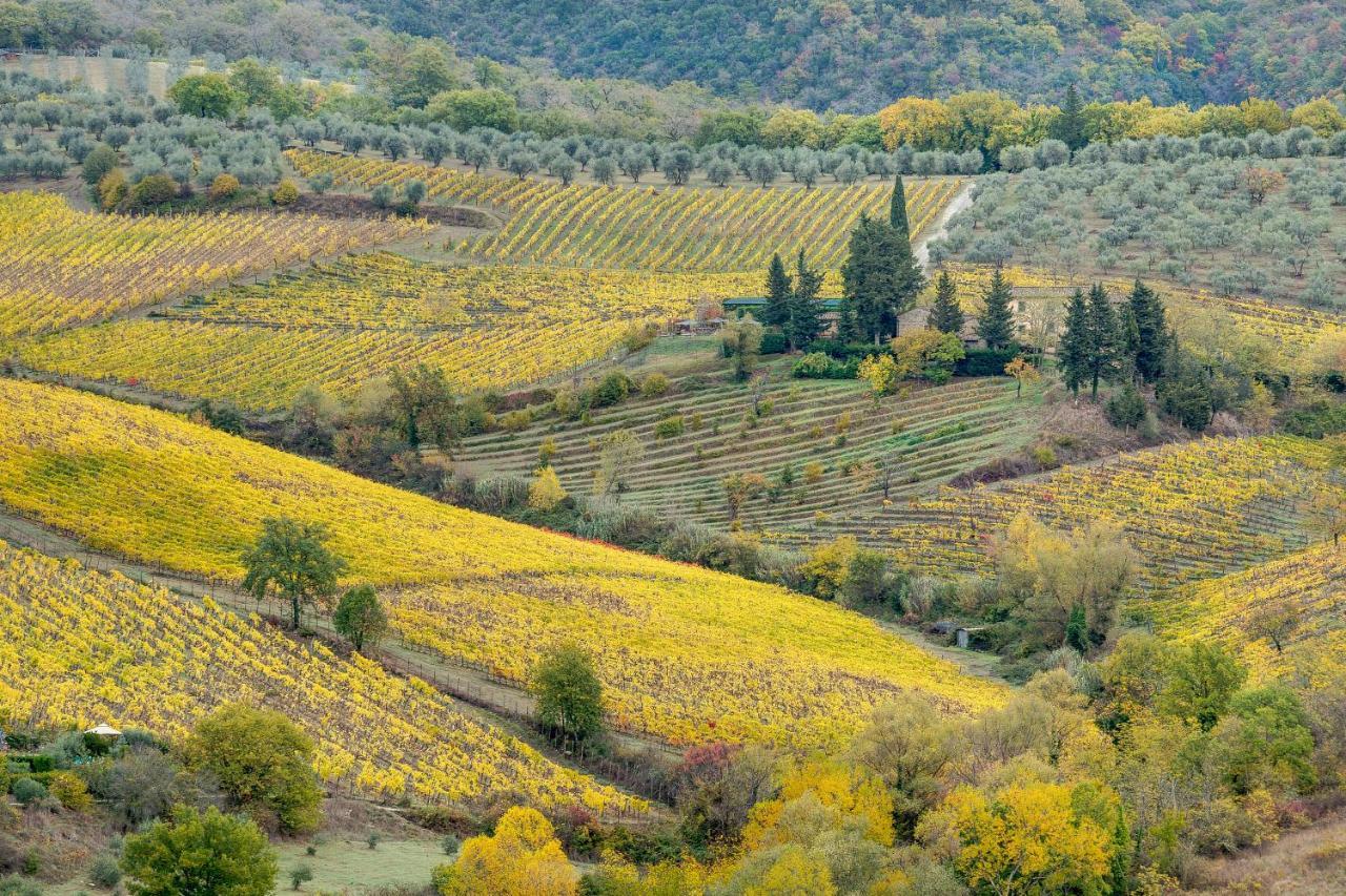 Bed and Breakfast Terre Di Baccio Greve in Chianti Exteriér fotografie